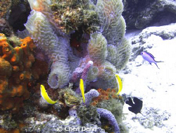 I really wonder what all the fish are looking at.  Taken ... by Cheri Denn 